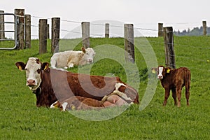 Brown cow with white face and young calf