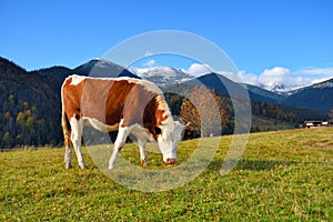 Brown cow with a white pattern on a mountain pasture on the background of sky and autumn mountains. Sunny autumn morning in the