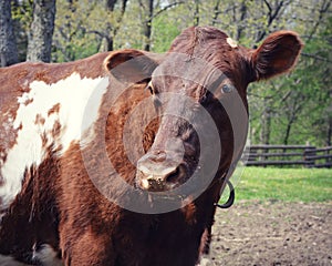 Brown Cow