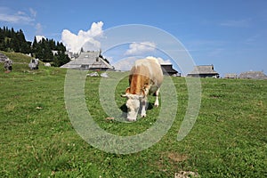 A cow feeding on the mountain pasture