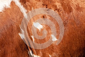 brown cowhide background texture photo