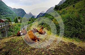 Brown Cows