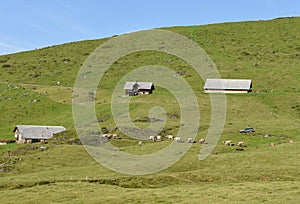 Brown cows in the alpine meadow at Engelberg