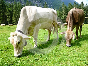 Brown cows in the alpine meadow at Engelberg