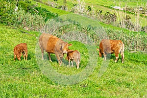 4 brown cows or calves eating grass.  SÃ£o Jorge Island-Azores-Portugal photo
