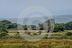 Brown cows and calves graze in meadow field, rural England, Devon.