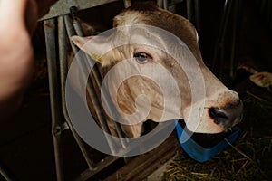 Brown cows in a Dairy Cow Farm. cows on the farm