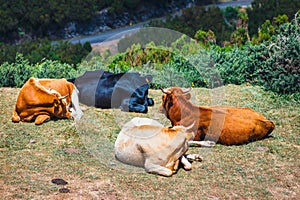 Brown cows at the entrance to the trail to Levada das 25 fontes and Levada do Risco, Madeira