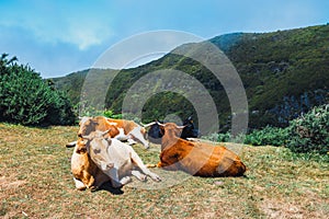 Brown cows at the entrance to the trail to Levada das 25 fontes and Levada do Risco, Madeira