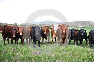 Marrón vacas en agricultores 