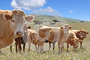 Brown cows in a field