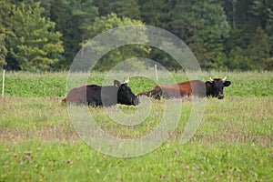 Brown cows in a field of clover chews grass.