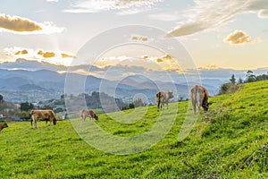 Brown cows graze and eat fresh grass on a hillside against a background of colorful sunset and orange clouds against a blue sky in