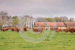 Brown cows graze on a field in Normandy France