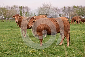 Brown cows graze on a field in Normandy France