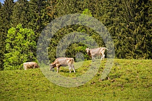 Brown cows graze in a meadow, forest in the background
