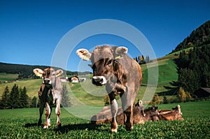 Brown cows grazing in an alpine meadow