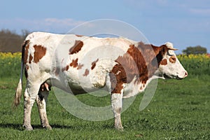 Brown cows grazing on green meadow grass landscapes