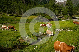 Brown cows grazing on a green pasture