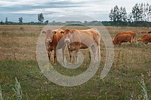 Brown cows grazing in a pasture field