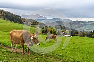 Brown cows grazing on a pasture in the Swiss alps
