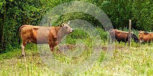 Brown cows grazing on a rural green grass field. Farm pasture