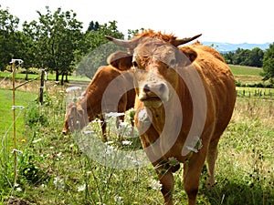Brown cows in green farm field