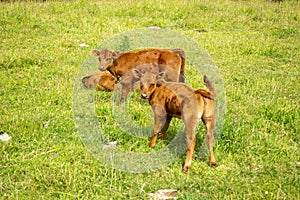 Brown cows in a green pasture field