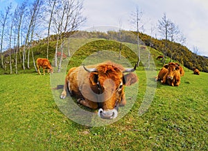 Brown Cows in La Arboleda near Bilbao