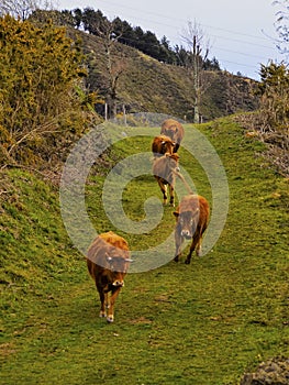 Brown Cows in La Arboleda near Bilbao photo