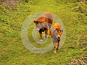 Brown Cows in La Arboleda near Bilbao photo