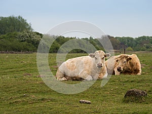 Brown cows lying on a green meadow