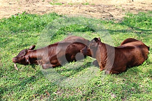 Brown cows lying on the pasture at a farm