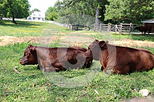 Brown cows lying on the pasture at a farm