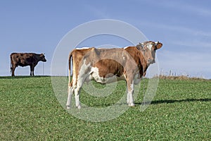 Brown cows on the meadow in the summer with blue sky on the background, Slovakia
