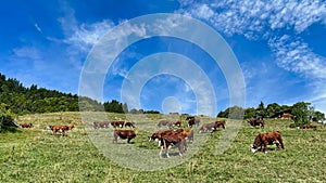 brown cows in mountain meadow