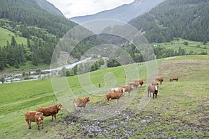 Brown cows in mountain meadow near vars in alps of haute provence