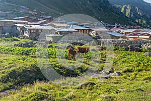 Brown cow at a mountain pasture in summer.