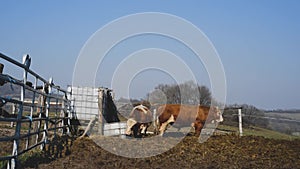 Brown cows in mud filed with feeder