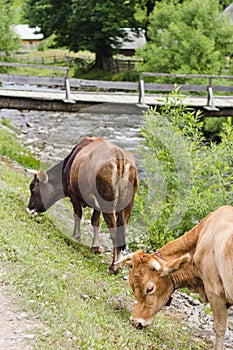 Brown cows near river in village