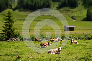 Brown cows resting on a green pasture