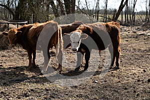 Brown Cows Standing on Dry Grass Field