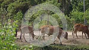 Brown cows stroll through a field in Thailand