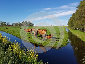 Brown cows in sunny meadow with ditch and bright blue sky