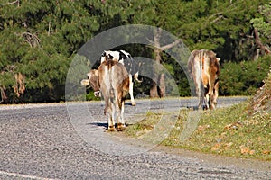 Brown cows walk slowly along the road on a hillside in Turkey