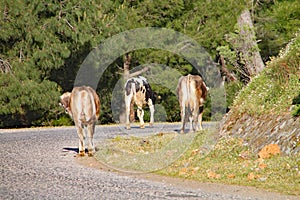 Brown cows walk slowly along the road on a hillside in Turkey