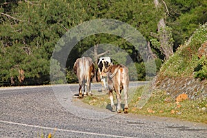 Brown cows walk slowly along the road on a hillside in Turkey