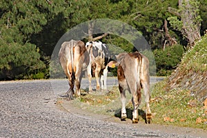 Brown cows walk slowly along the road on a hillside in Turkey