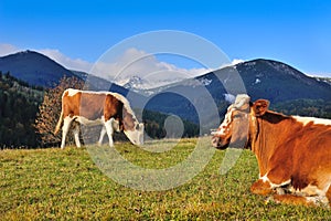 Brown cows with a white pattern on a mountain pasture on the background of sky and autumn mountains.