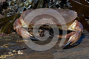 Brown Crab, Cancer pagurus